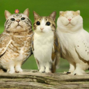 Midnight Meowls