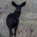 TheWendigoHangout Banner