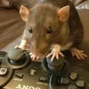 Ratties
