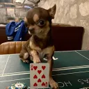 Toca dos Ratos