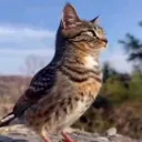 ✧ THE HAVEN ✧ Discord server icon