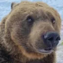 chucho's bear farm