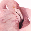 The Yacht Discord server icon