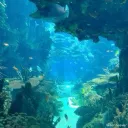 ଳ‧₊˚⋅✩ 𝚃𝚑𝚎 𝙲𝚘𝚟𝚎༄⋆｡°⋆𓇼