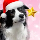 ♩  ﹕  dogpark ﹙❄﹚  ୨୧
