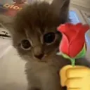 ᴋɪᴛᴢʏs