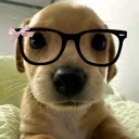 Puppy’s Row