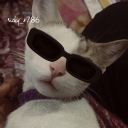 Ricky’s kingdom | Cats • Social • Anime • Fun • Chill • Gaming • Music