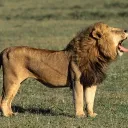 Pyro server Discord server icon