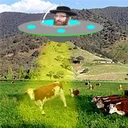 cattle chat