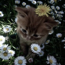 ❀☽✯goober central✯☾❀