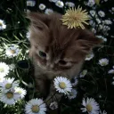 ❀☽✯goober central✯☾❀