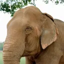 The Good Elephant