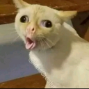 The Empire of Dumbasses Discord server icon