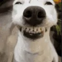Poop butt