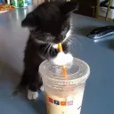 The Cozy Critter Café