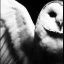 sleepalways's icon