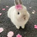 ⊹.*Bun'sBower˚₊*⊹