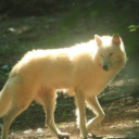 Mother Moon | Canine Roleplay Discord server icon