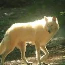 Mother Moon | Canine Roleplay