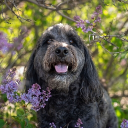 Epic Canines Discord server icon