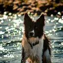 Epic Canines