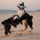 Epic Canines Discord server icon