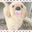 ⋅˚₊‧ ୨୧ ‧₊˚ ⋅♡ Puppy Pawlace ♡⋅˚₊‧ ୨୧ ‧₊˚ ⋅