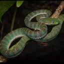 TMSU|TURN MY SNAKE UP