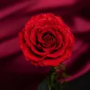 Vanny's Rose Garden