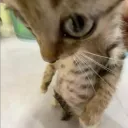 ⁺‧₊˚ ཐི⋆ pixel  pals ⋆ཋྀ ˚₊‧ Banner