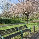 𝚂𝚙𝚛𝚒𝚗𝚐 𝚅𝚒𝚋𝚎𝚜 Icon