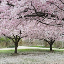 🌼𝚂𝚙𝚛𝚒𝚗𝚐 𝚅𝚒𝚋𝚎𝚜🌼