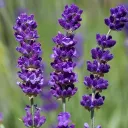 Lavender Team Discord!
