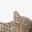 /jaguar ﹒#REVAMP