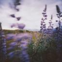 🪻` Lavender Fields ` 🪻