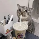 Feline Finds ™
