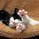 ink game/ grow a garden :)