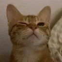 고앵이 마켓