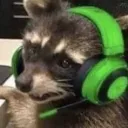 raccoon limbo