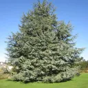 Cedar's Wood Trees