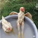 🤠┃Fazenda do Laranja┃🤠