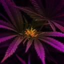 High Hopes Gardening