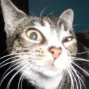 ✽𓈒　⋒　𑁯   🐈  ⬞　-#𝟙𝟘  ,,　♩