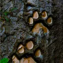 Server icon for Lar Entre Patas