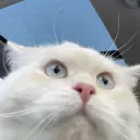 @peki