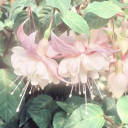 Pinkie's Healing Cove Discord server icon