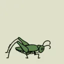 Crickets Prac™