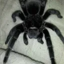 SPIDER'S WEB!