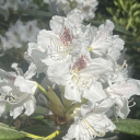 Benny’s Garden
